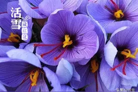 藏红花的产地是哪里？图片