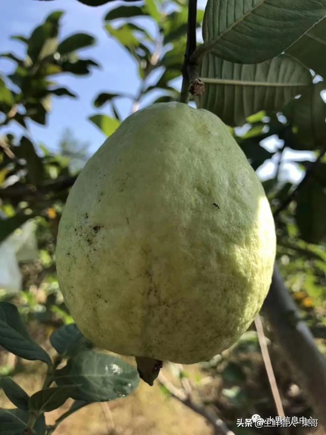 小众水果芭乐，又被茶饮店们带火了，最全芭乐说明书