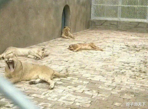 ˵һ��ȫ�й��˶�֪���Ĺ�����˵��һ�����������