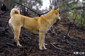 各国土狗原来是它们！图片