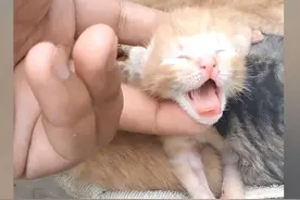 4只小猫被装箱扔进河里，幸得好心人救助：都是刚出生的幼猫图片