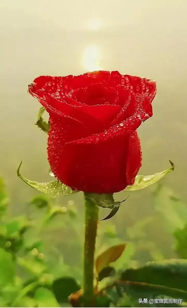 七夕浪漫情人节，玫瑰壁纸
