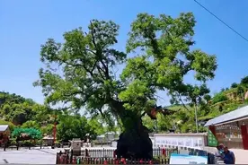 “拥你在槐 爱在石楼”大型集体婚礼等你来图片