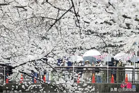 日本东京樱花盛开景致如画 民众惬意畅游花海图片
