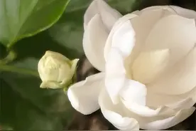 4月茉莉花，别折腾1件事，小心夏天不开花图片
