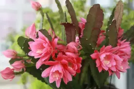 秋季是养令箭荷花“关键期”，4步做不好，一个花苞也不长图片