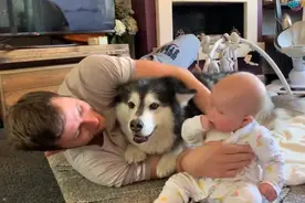 我家狗以为自己是人，认为是我亲生的怎么办？图片