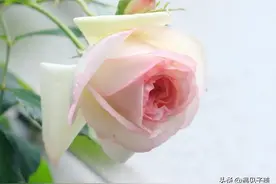 散文：盛夏果实，人间盛情，花果盈香图片