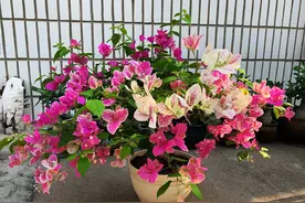 阳台养三角梅，可以选这“8种”，皮实好养，颜值高，开花也勤奋图片