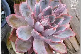 多肉与心头肉，都是我无法割舍的爱图片