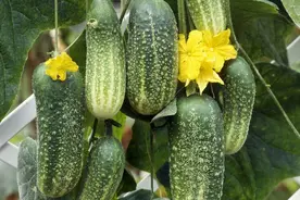 给菜园黄瓜浇水，不是随便浇浇这么简单，避开5误区，黄瓜结瓜多图片