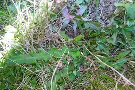 冬天遇到蒲公英别手软，全身是宝，包饺子吃真香，不懂吃亏了图片