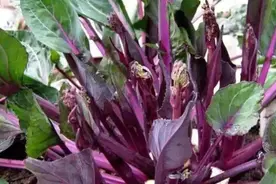 红菜苔种植正当时，几点措施不能少图片