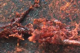 降真香，乃众香之首图片