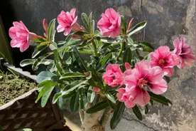 在家中养沙漠玫瑰，准备3样“小东西”，让它不烂根，持续开不停图片