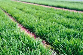 韭菜5个时期不能割，否则越长越细！6个管理技巧，粗壮产量高图片