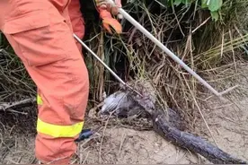 福建一蟒蛇袭击鹅场，咬死两只大鹅！村民：惹不起，二级保护动物图片