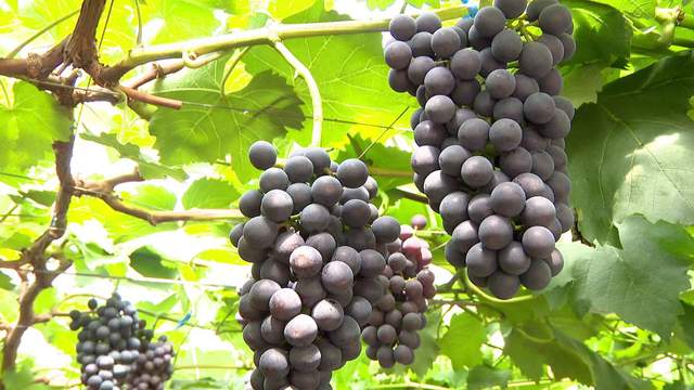 四川省民生研究会新媒体中心-官网