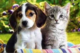 关于狂犬疫苗的那些事图片