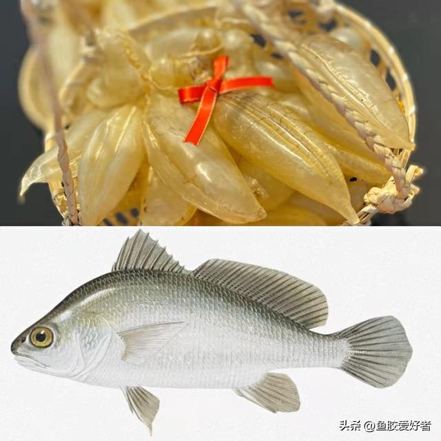 澳洲花胶是哪种鱼 澳洲花胶液有什么好处