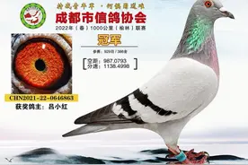 「图集」1000公里远程赛，前十名获奖鸽鉴赏图片