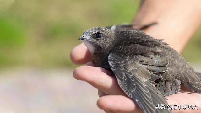 燕窝有营养价值吗 知乎 2026年燕窝有营养价值嘛