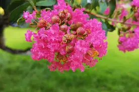 一树紫薇开，古诗词里的紫薇花，繁花似锦 赏心悦目，可与牡丹媲美图片