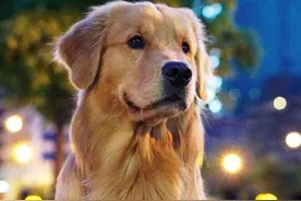 狗狗“求救”的八个信号图片