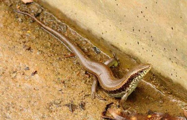 俗称"四脚蛇",以前当玩具养,却不知道价值很高,现在很难见到