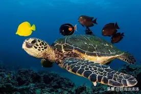 关于股票的20种英文字母标记，50%的股民不一定都知道是啥意思图片