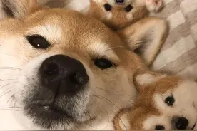 血淋淋的教训！这些“网红爆款狗”，养了就想丢掉图片