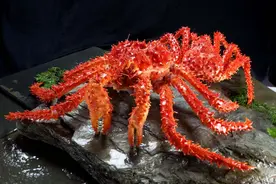 帝王蟹席卷欧洲还入侵南极，到底多可怕？每吃一只都是在拯救世界图片