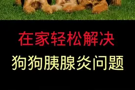 狗胰腺炎图片