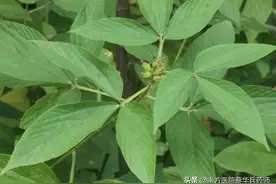 千斤拔｜一味治风湿筋骨痛的中药：内能祛风利湿，外能消瘀解毒图片