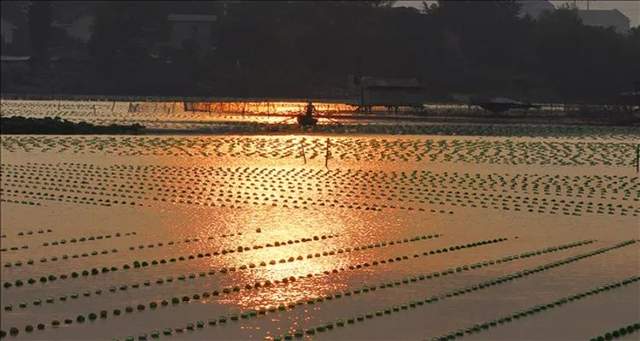 柳叶湖建区30周年回眸｜从绿水青山到金山银山的蝶变之路(图25)