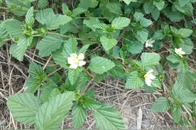 此为“拔毒消”，农村遍地是，如今被重视，作用很大，别当杂草了图片
