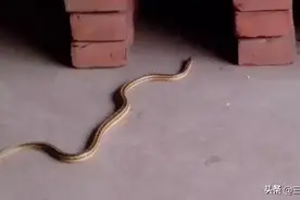 农村家里进蛇，是什么原因导致的？有什么寓意？怎么预防蛇进屋？图片