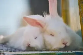 属兔人2023年的运气和财运，属兔人本命年运气好不好图片