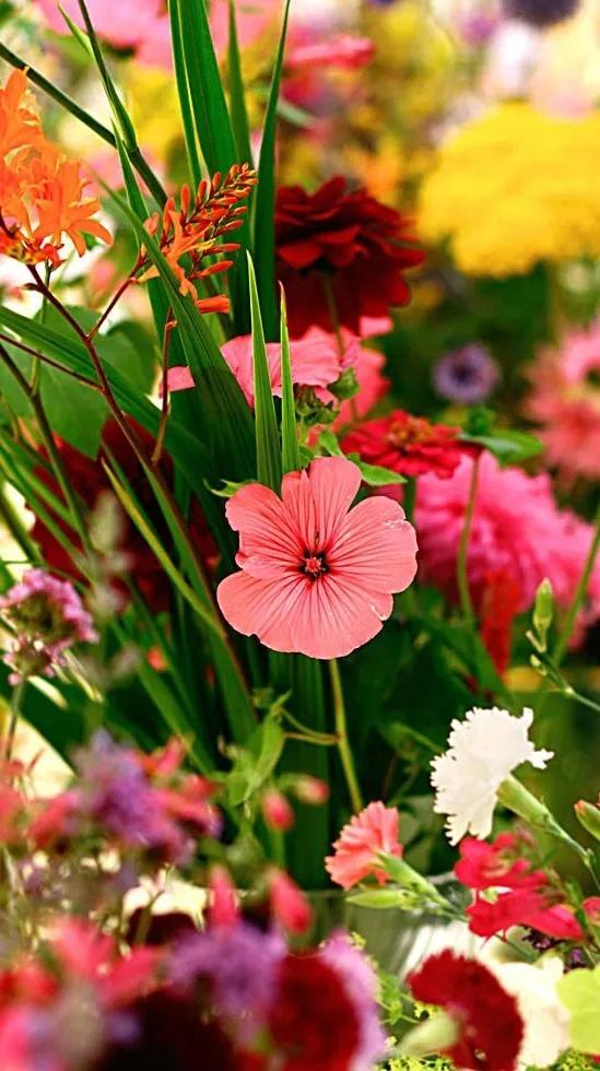 养眼的花朵壁纸