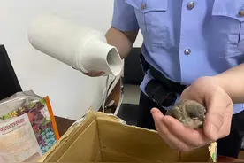 一场台风过后，派出所“吹”来一只国家二级保护动物白头鹎图片