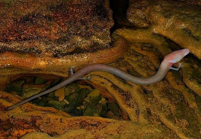 除12年一次的交配，其它时间都基本静止，它们是地球上最懒的生物