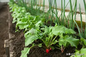 胡萝卜和萝卜快到种植时间了，先提前把这几点做好，个大又高产图片