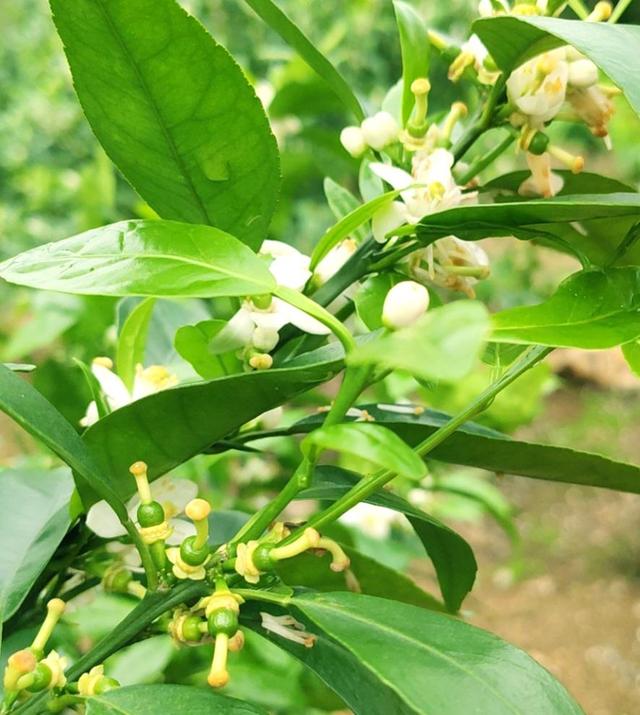 熟记常见生长调节剂，柑橘保花保果不用愁