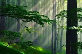 绝对原创丨《夏日森林》(微型现代韵诗)图片