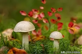 送你“天然散结法”、常做3招，化痰散瘀、清结节，错过可惜图片