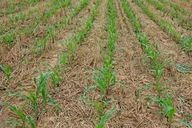 玉米叉、还说是玉米芽子，掰还是不掰，掰掉好还是不掰好？图片