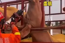 浙江湖州：牛牛醉心吃草不慎将头卡进围栏中，旁边花牛淡定围观图片
