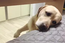 拉布拉多成为最受欢迎的狗狗，凭什么？图片