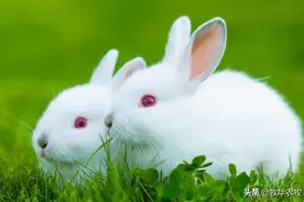 养100只兔子一年的利润是多少？兔子的养殖效益分析图片