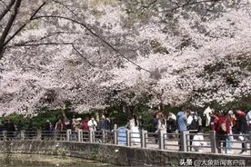 河南春季赏花地图来了！象象邀你共赴“花花世界”图片